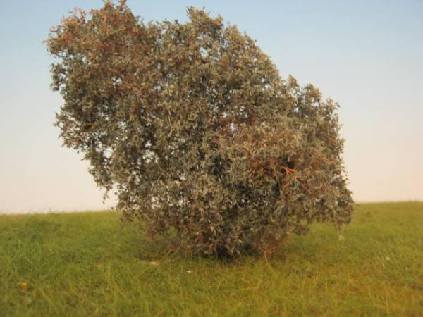 Filigree bushes,silver willow